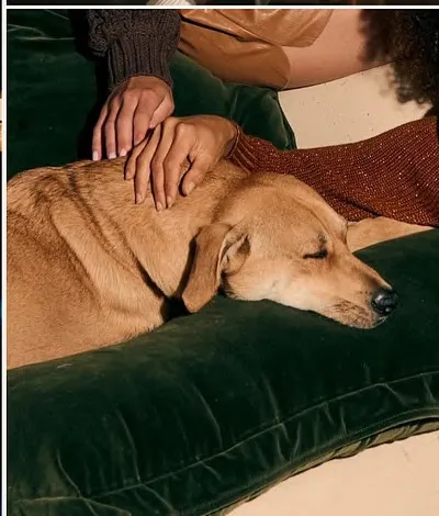 A dog asleep on a green velvet cushion while someone strokes its back